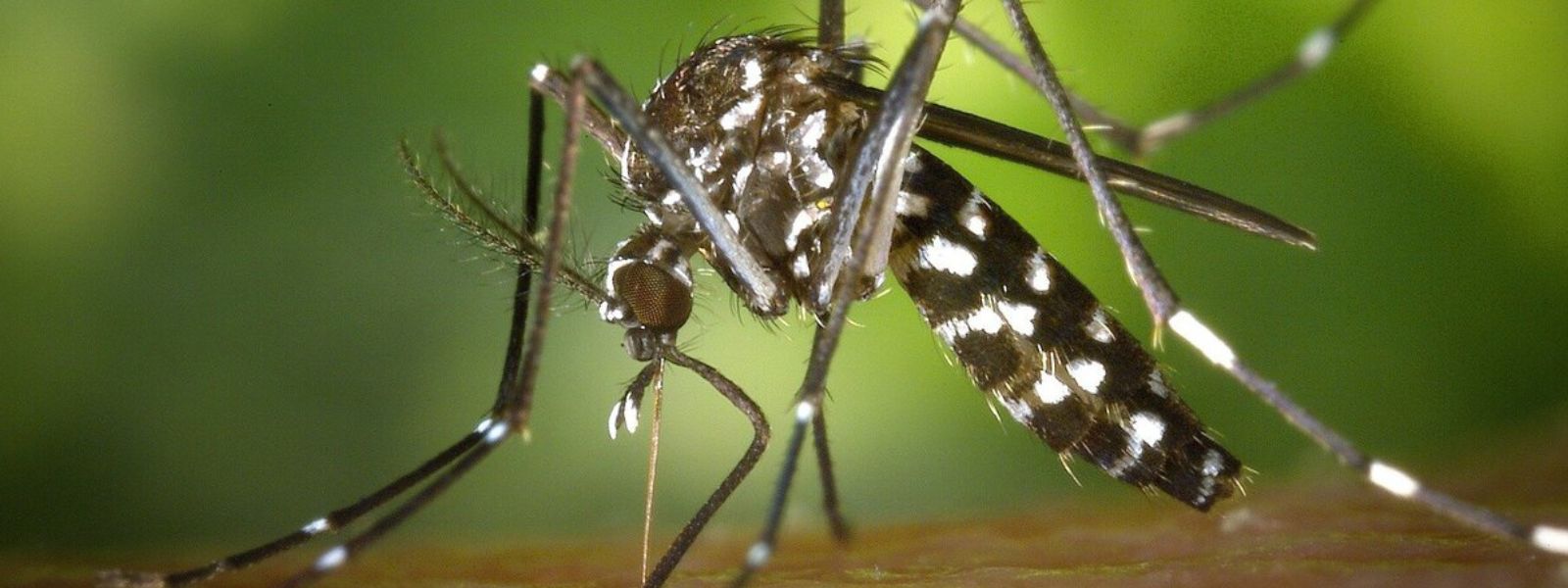 Dengue cases expected to rise during monsoon season